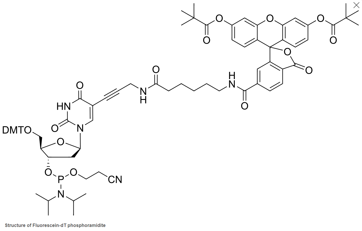 Fluorescein photphoramidites và chất hỗ trợ được sử dụng để biến đổi đầu 3'- và bên trong đầu 5' của oligonucleotide. 6 Screenshot 2024 01 15 101409